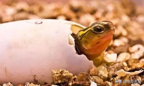 新手养龟快速入门教程,石金钱龟冬天怎么养新手必看