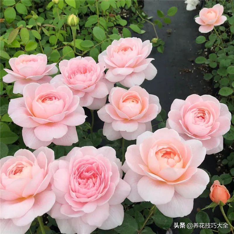 四季开花的月季又香又好养有几种,最漂亮10种盆栽月季