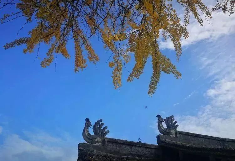 温州秋冬的银杏树确实美,温州最原生态银杏