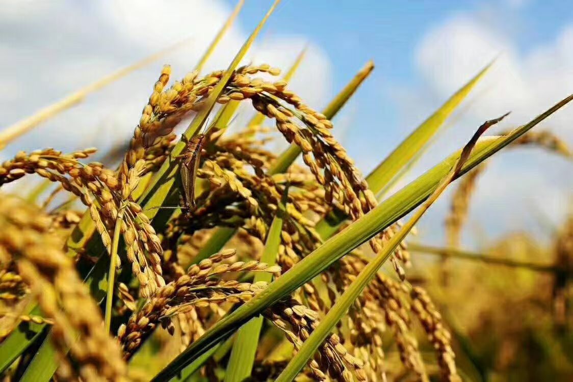 淘宝网店五常大米是真的吗安全吗,淘宝特价上面的五常大米真的假的