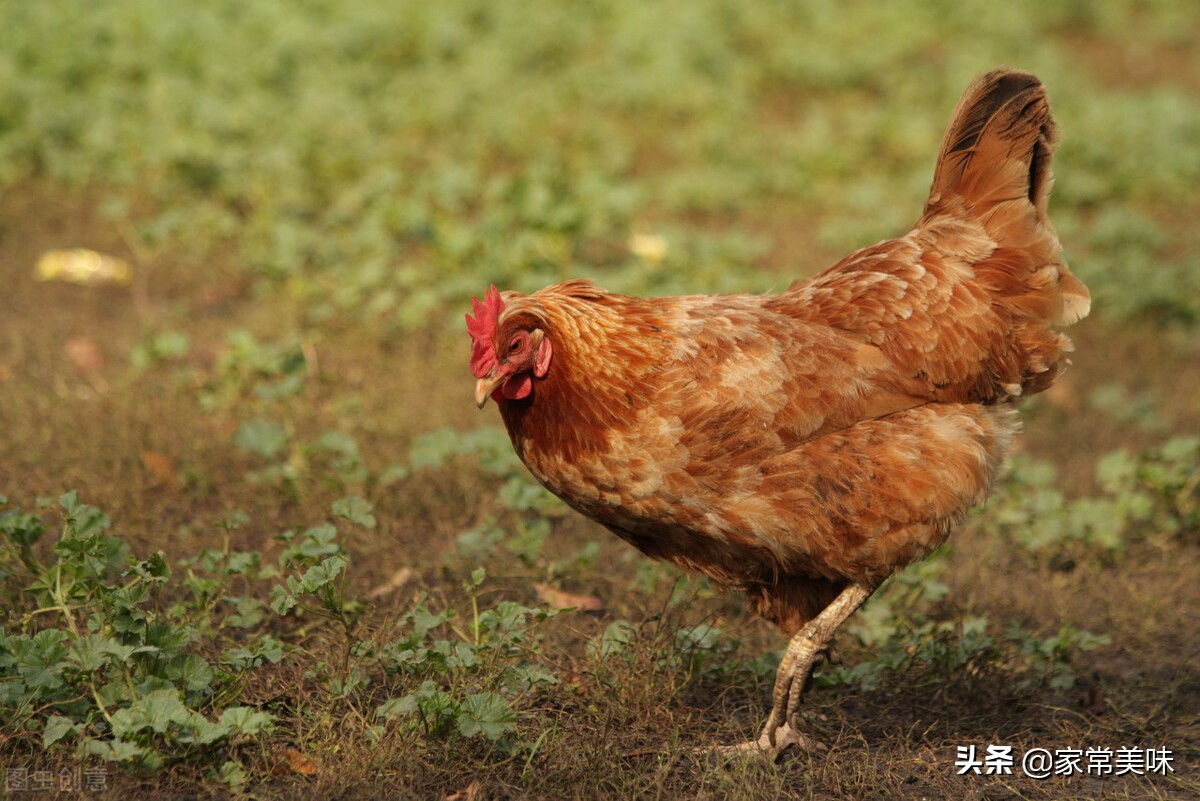 买活鸡怎么看鸡是老的还是嫩,菜市老鸡和嫩鸡怎么辨认