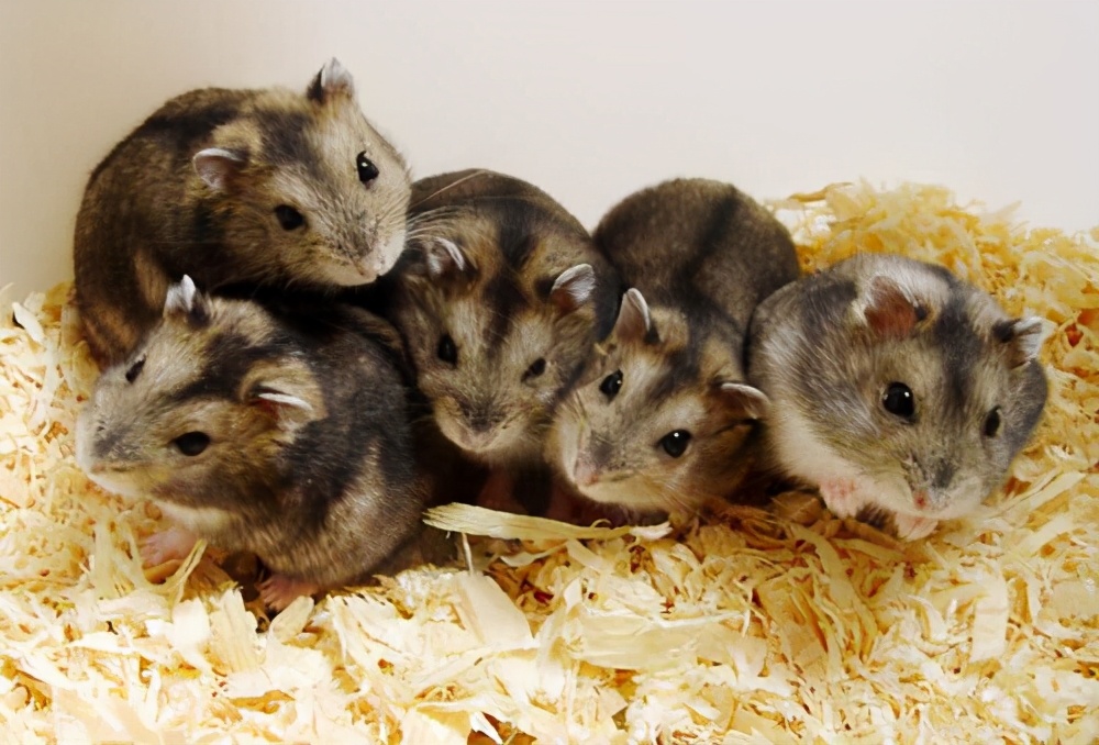 懒人都可以养个仓鼠吧,养一个小仓鼠吧