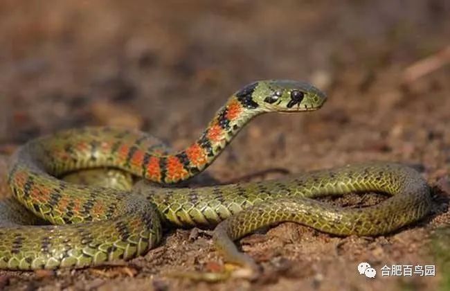 蛇类科普动物世界,各种动物蛇类科普视频