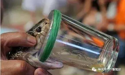 世界最畅销的冷知识,冷知识最贵淡水鱼