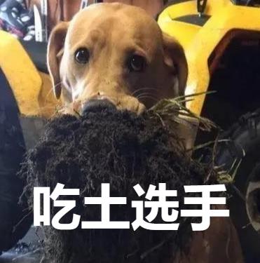 维诺拉狗粮,维诺拉犬