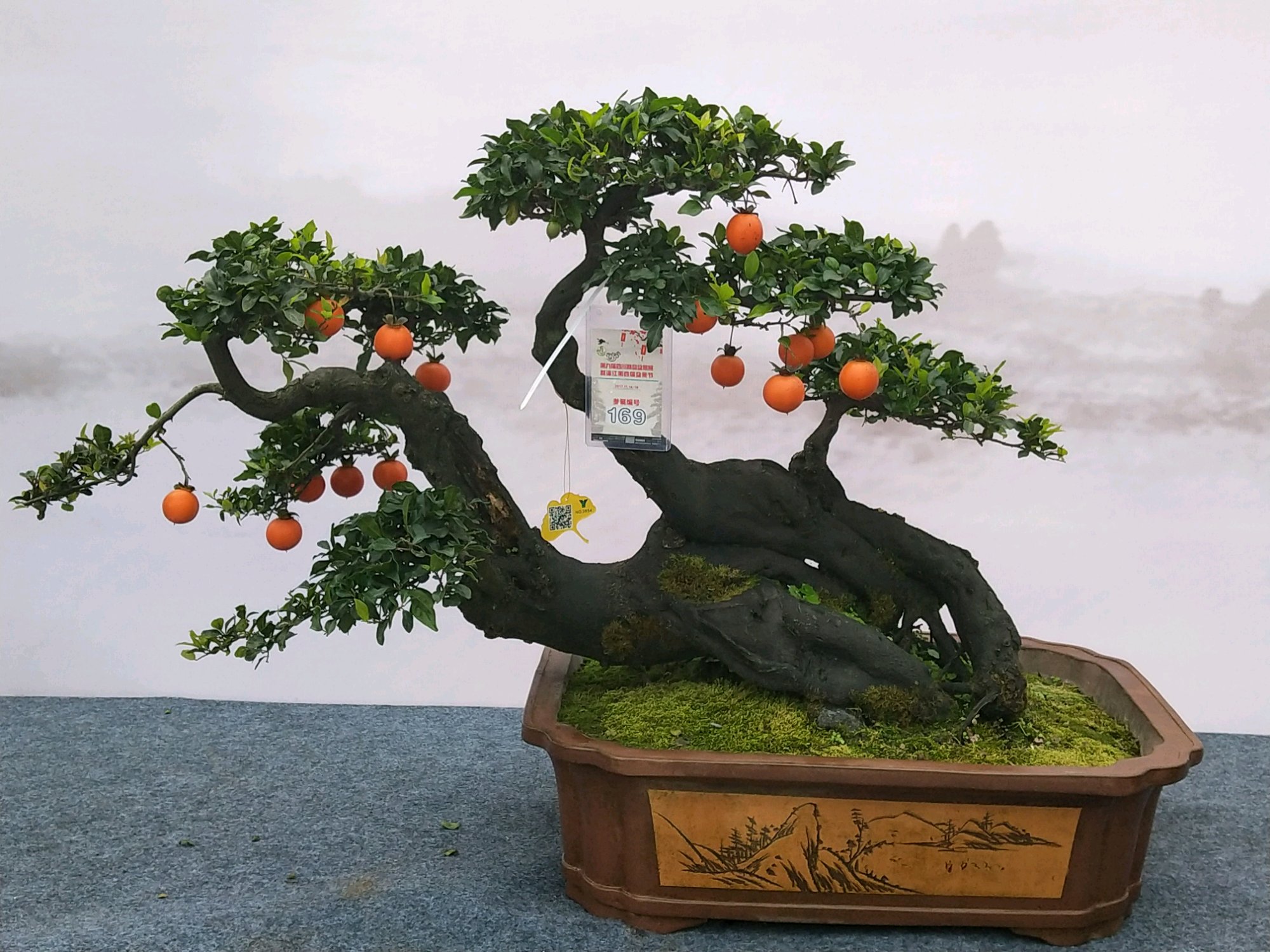 金弹子盆景怎么养才会长得快,金弹子盆景怎么养才能多结果