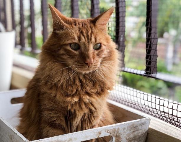 猫咪总是看窗外是什么原因呢,猫咪盯着窗外看