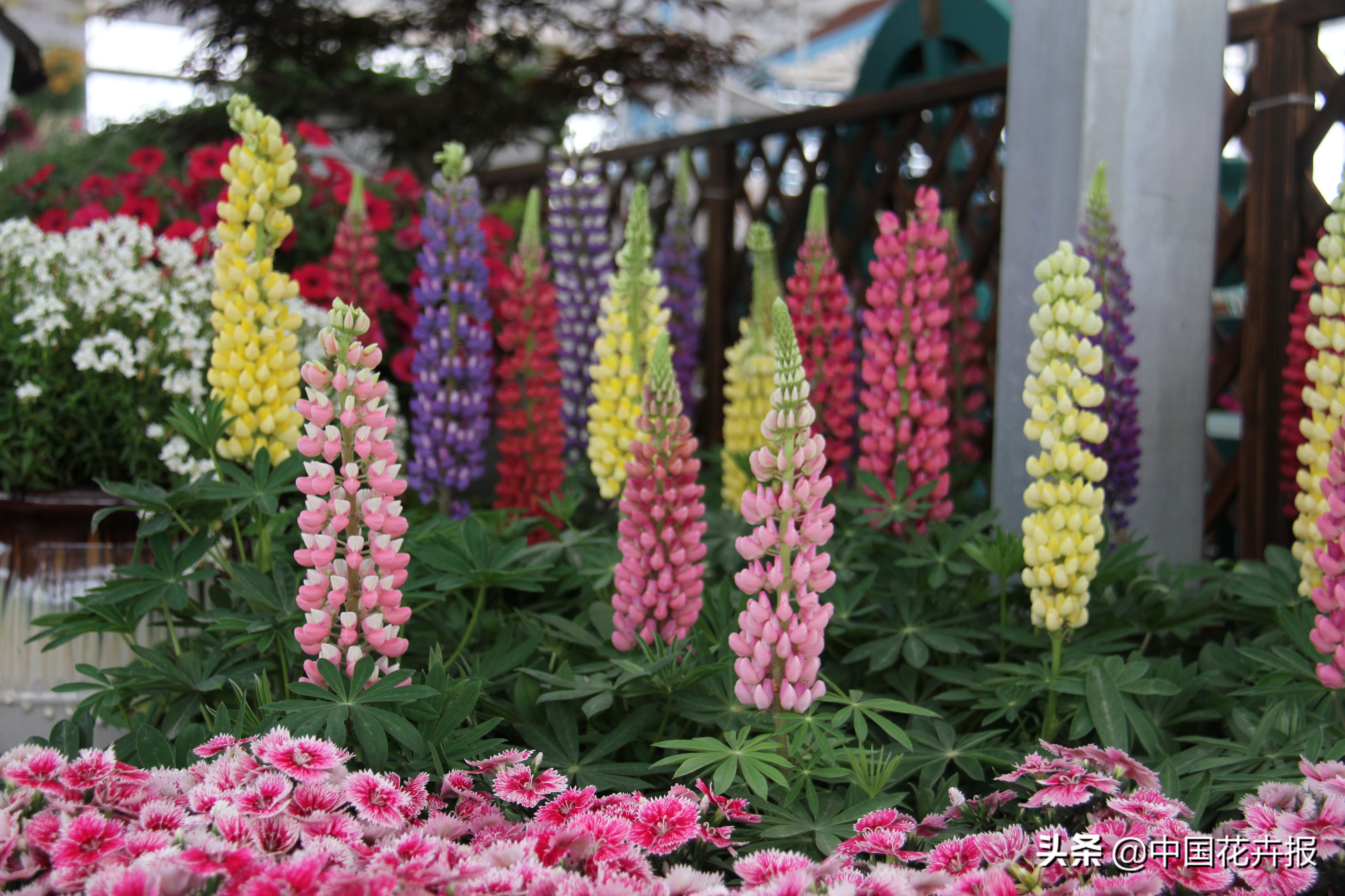 花园必备植物大全,花园常用植物科普