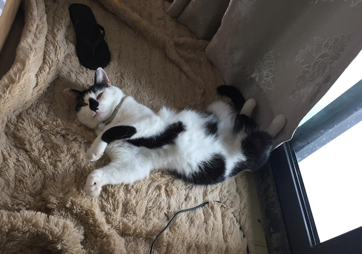 自己在家给猫咪打疫苗注意事项,自己给猫咪打疫苗会被记仇吗