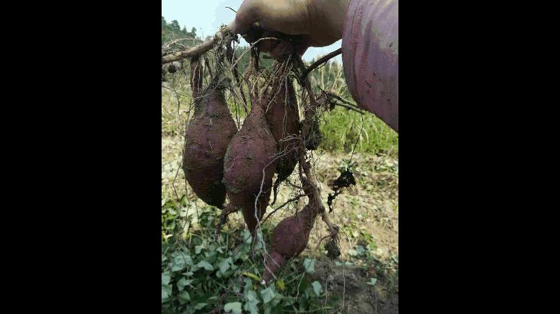 三江旅游攻略三天,扩散景区