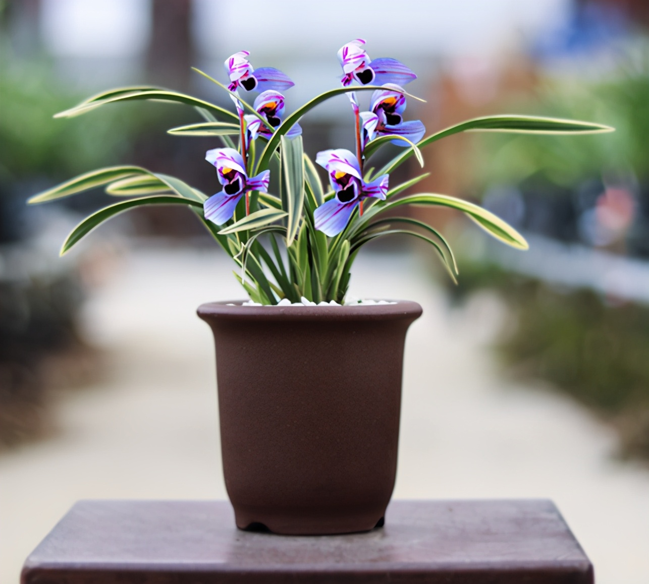 最好的兰花金边兰,名贵兰花品种图片金边兰