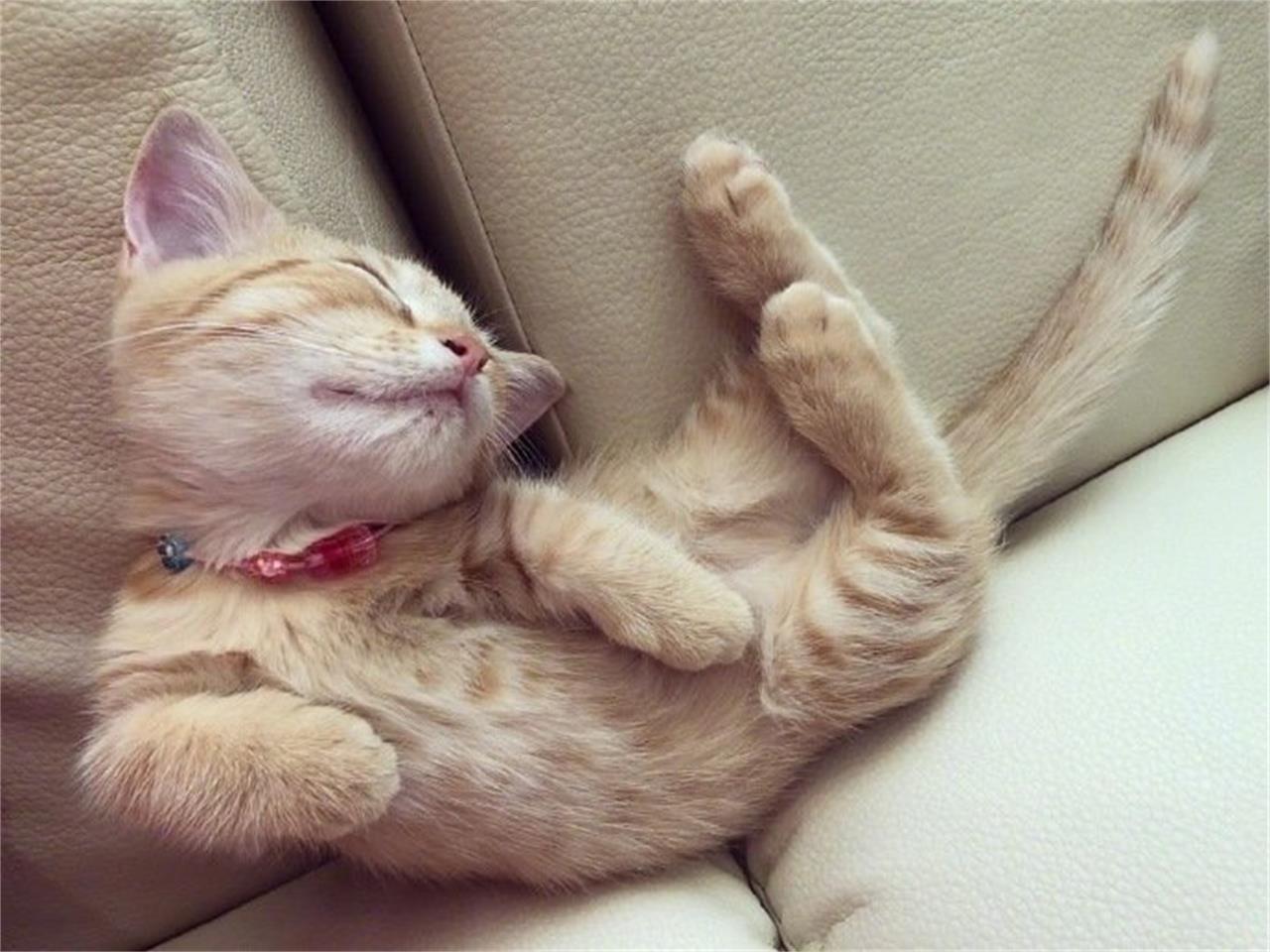 猫咪嘴巴臭怎么解决视频,猫咪呕吐还不精神特别臭怎么回事