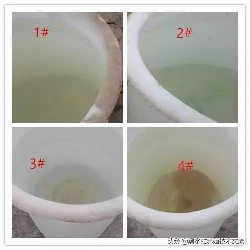 茶话清谈,5句话教你轻松养好虾