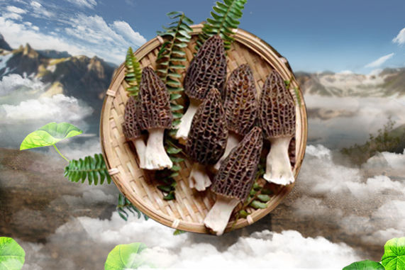 羊肚菌种植栽培技术视频教程（完整版）