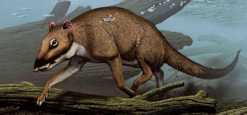 为什么要捕杀鲸鱼?日本人:不是为了吃,这是传统文化