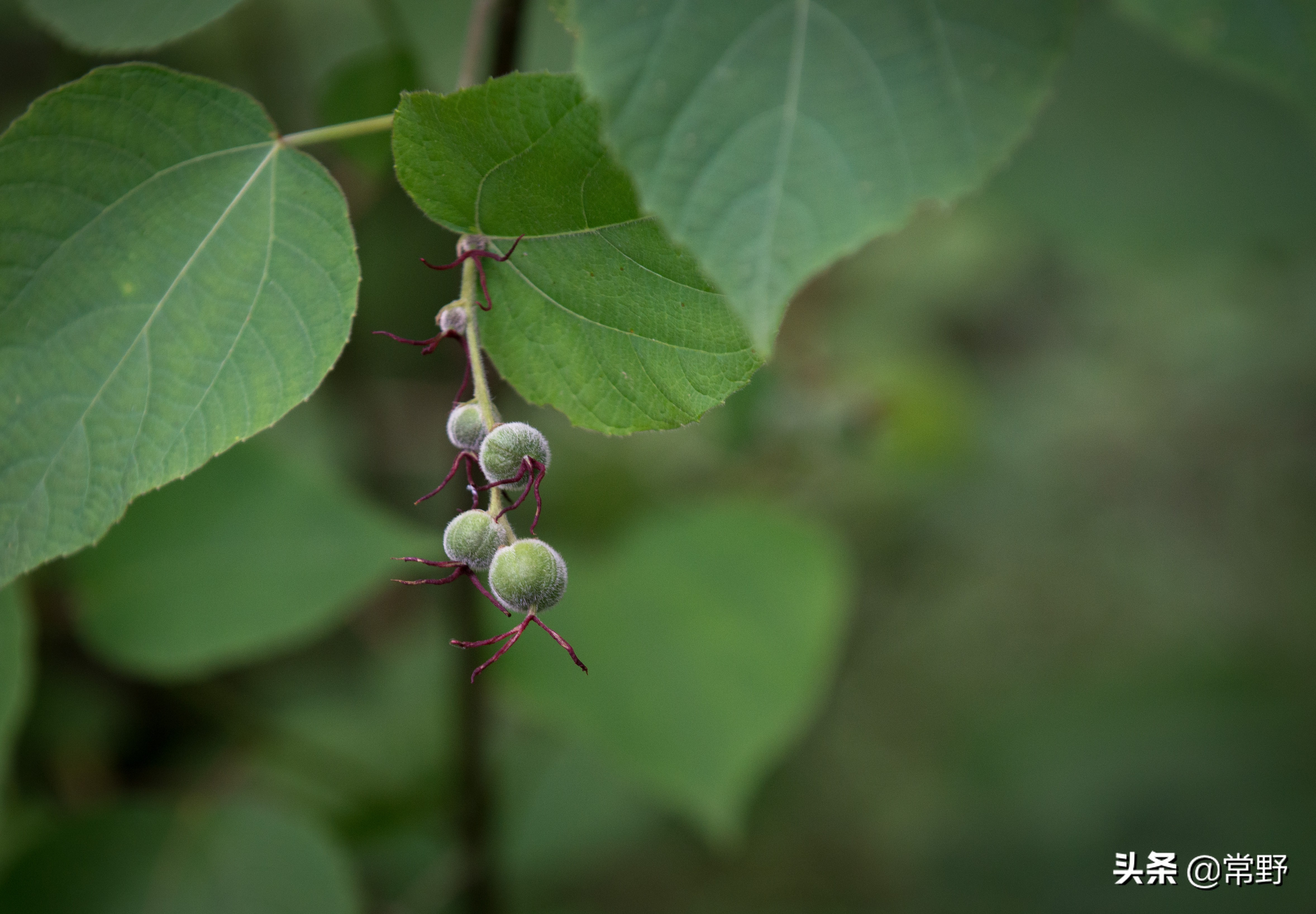 长沙谷山为什么叫谷山,长沙郊野公园
