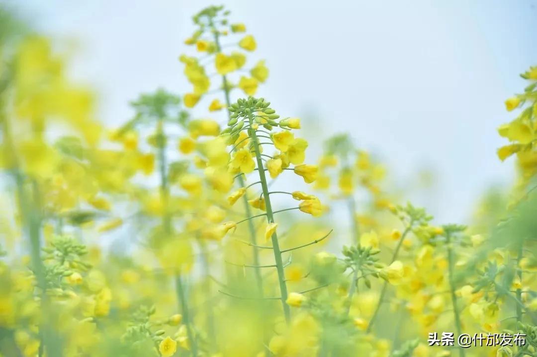 不负好春光文章,不负好春光的上一句