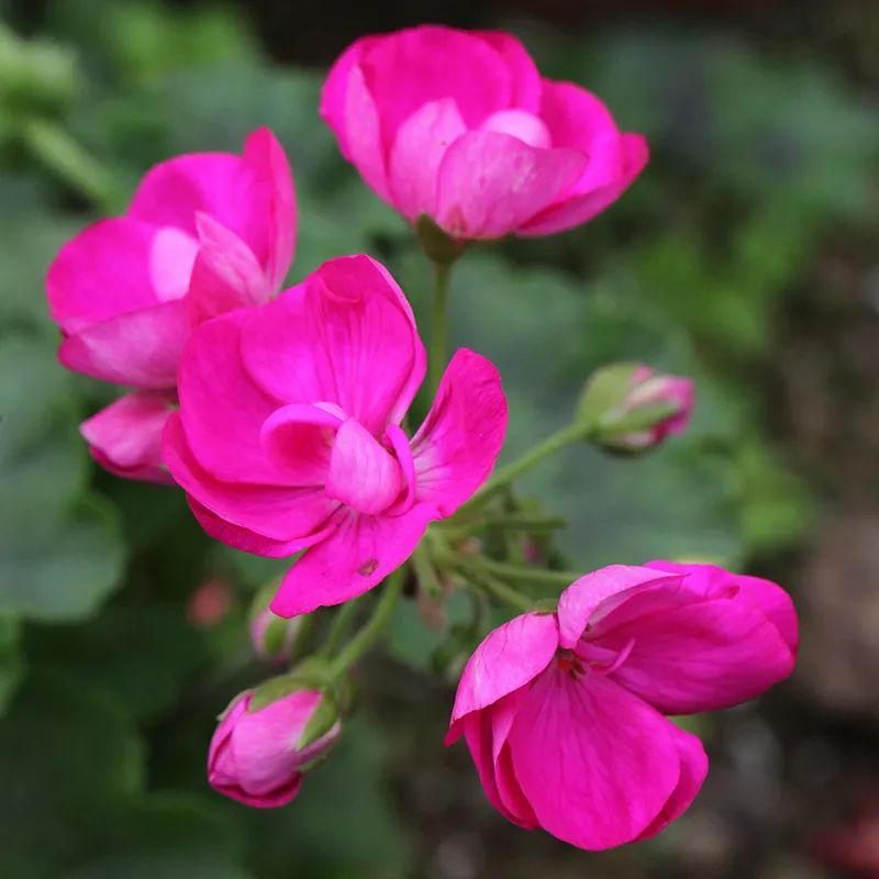 这种花别乱浇水水越多越不开花,这种花不怕冷好养易活