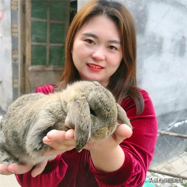 肉兔巴氏杆菌病的防治,兔大肠杆菌病的病症和治疗