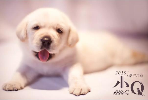 NG次数打破从影记录,任达华的《小Q》本就与众不同