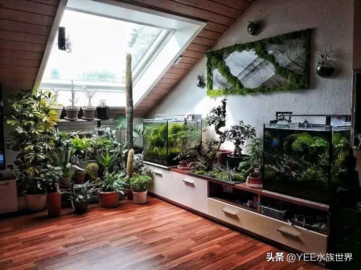 鱼平时喂饲料吃什么改善,鱼不喂饲料喂什么好养