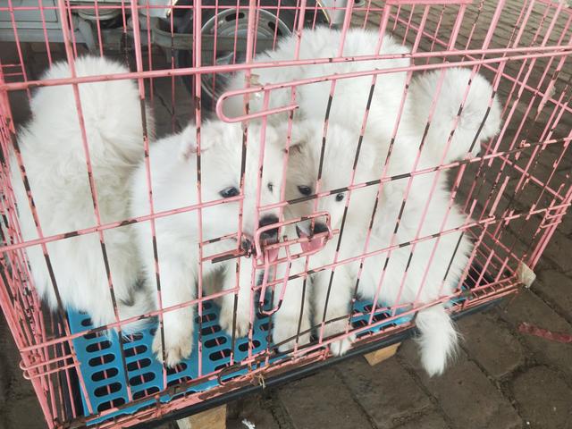 开封杨丰宠物市场最新价格信息,开封杨丰宠物市场现在开着吗