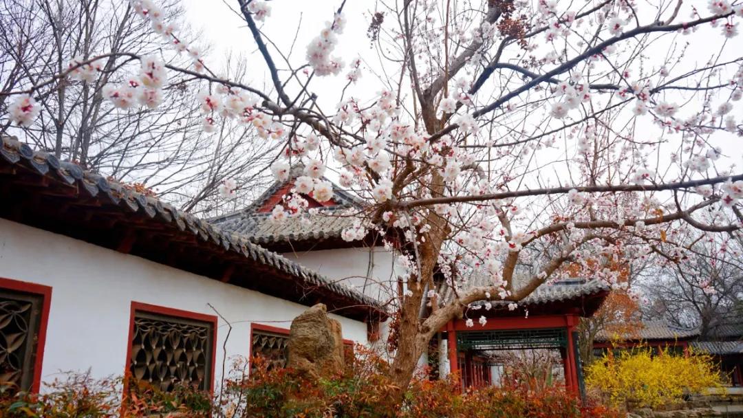 聊城姜堤乐园的门票是多少钱,姜堤乐园玻璃桥