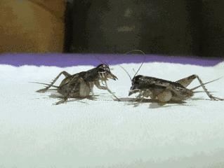 羊驼忧郁症,羊驼抑郁症治疗