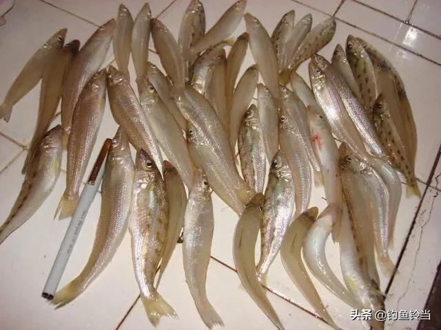 沙尖鱼钓法,沙尖鱼习性