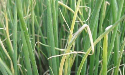 大葱干尖白点怎么治,大葱叶起白点怎么办