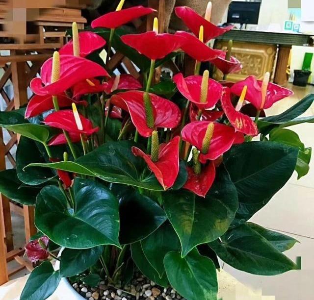 红掌不开花怎么修剪,红掌不开花怎么办施什么肥