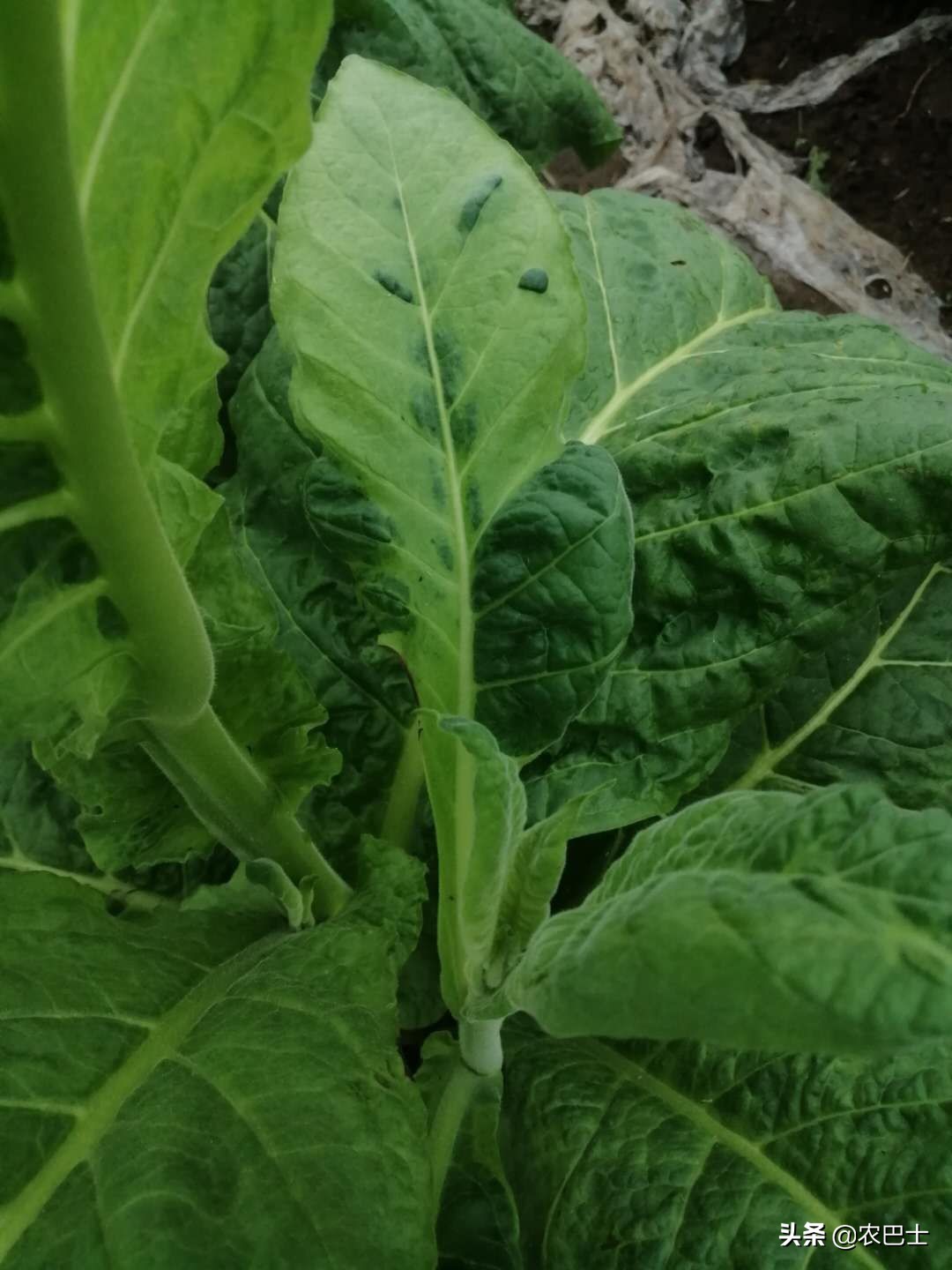 烟叶黑根病怎么办,所有烟叶病图片与治疗方法