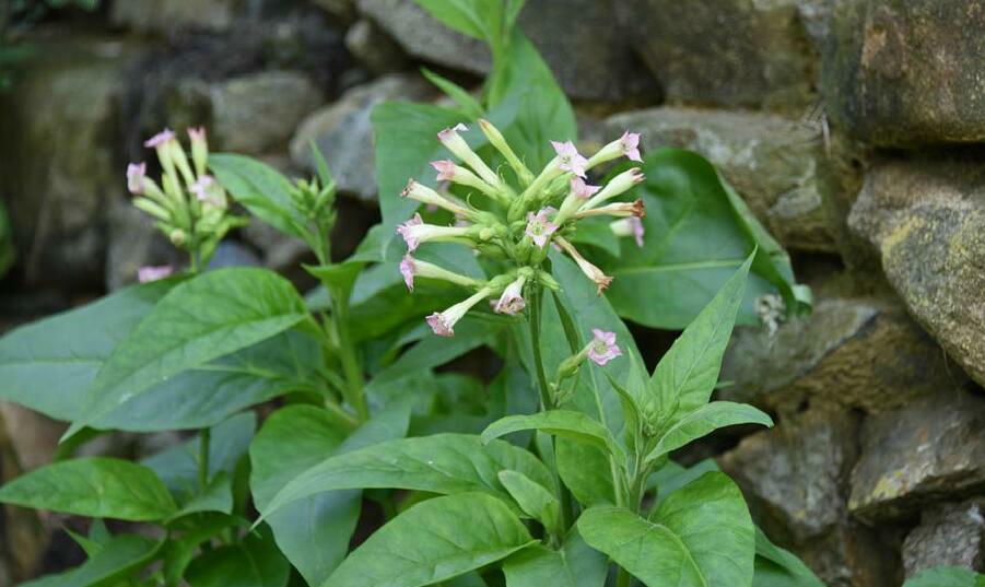 农村创业适合做些什么项目,农村的创业的点子