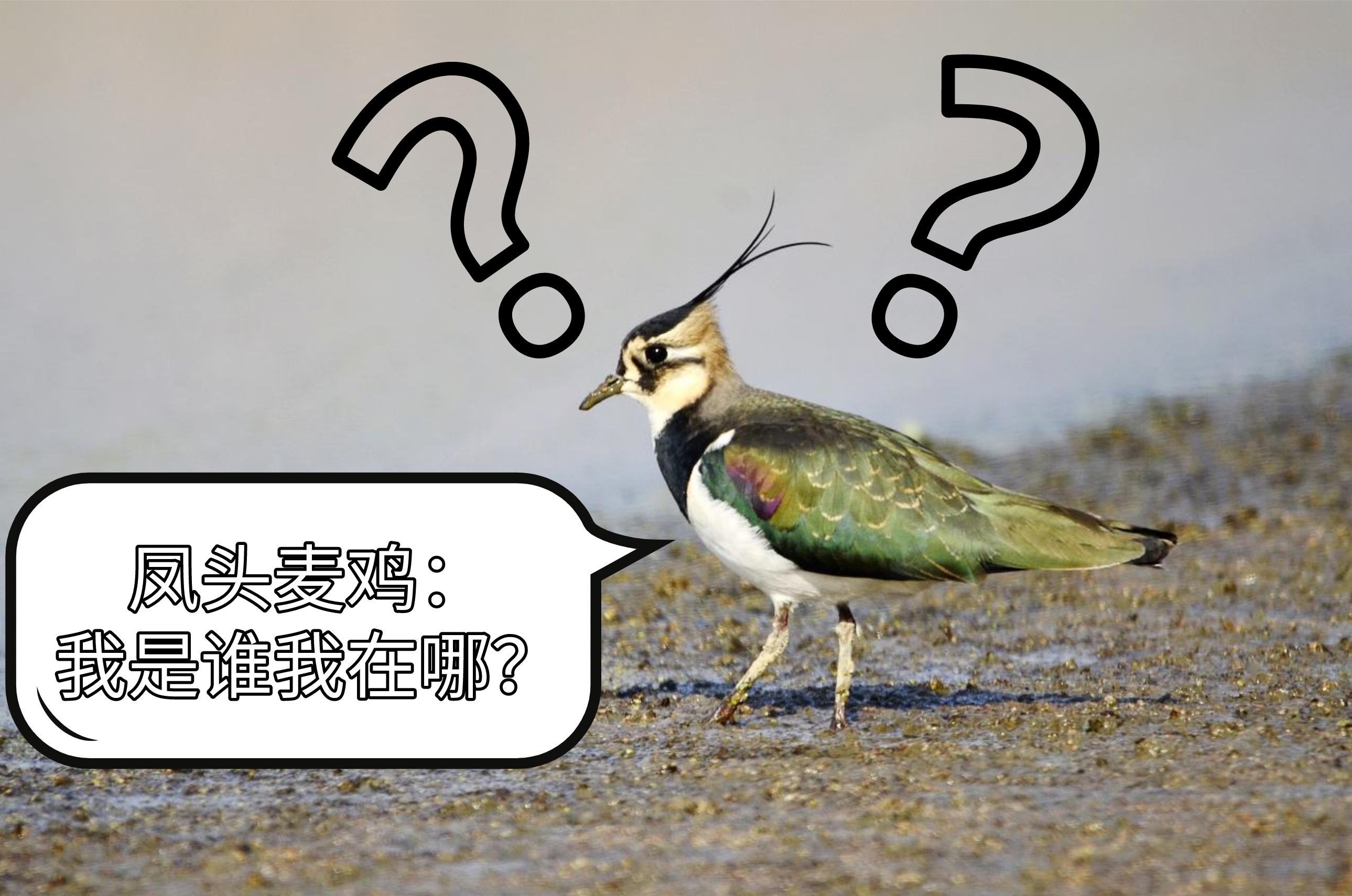 狂风暴雨的时候小鸟在哪避雨,鸟类躲避暴雨