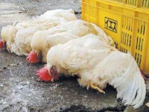 禽流感救治的几率有多大,肝病毒禽流感