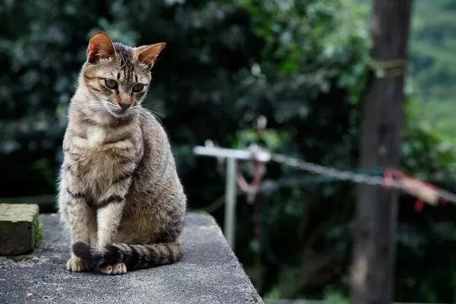 撸猫人士必去的旅游景点,探访猴硐猫村