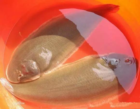 开海特价海鲜,开海的海鲜视频