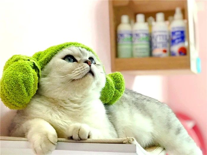 猫咪洗澡容易应激要不要洗澡,猫咪洗澡的时候跟铲屎官说明什么