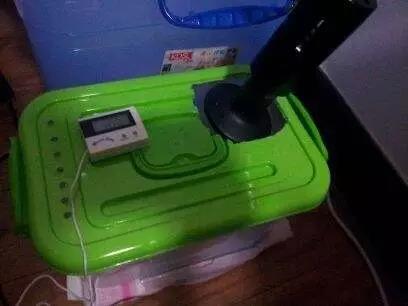 病龟干养正确方法,病龟治疗