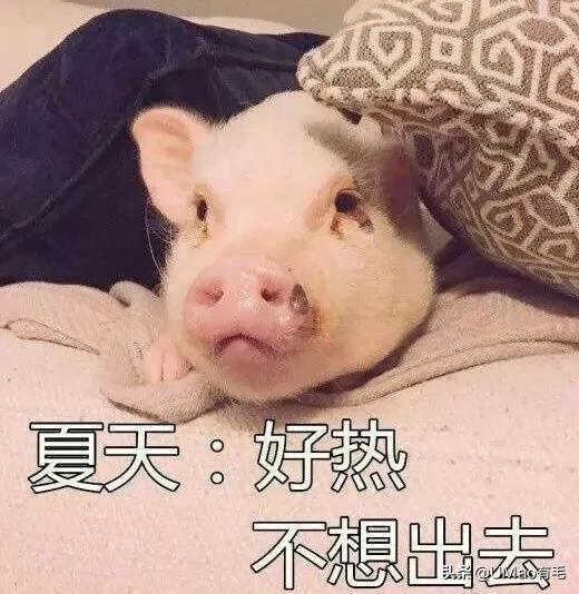 小猫咪很容易被吓一跳怎么办,小猫咪很容易被吓一跳