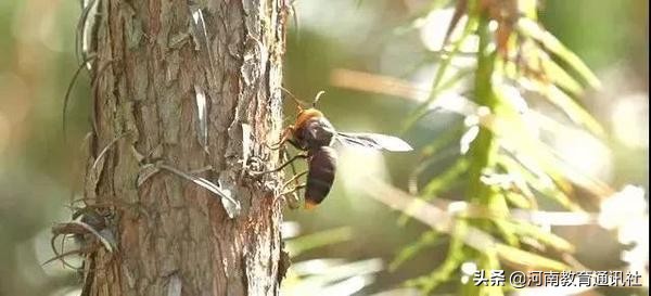 突发！一家五口河南老乐山景区遇险，一人住进ICU！