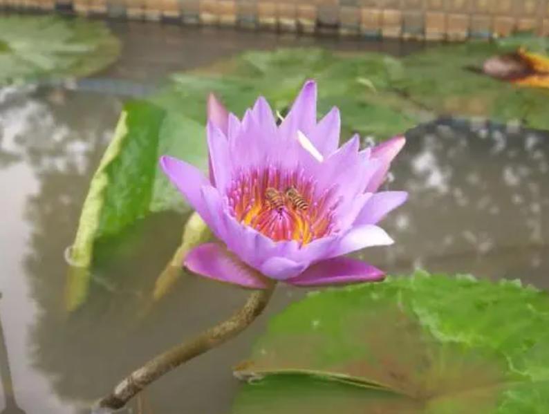 养睡莲的2种自制营养液,养睡莲用的土不混水