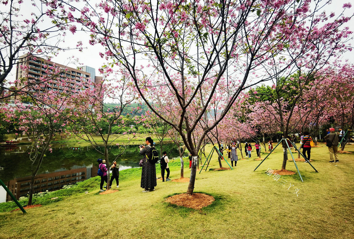 樱花开了公园里弥漫着花香,樱花开了姹紫嫣红