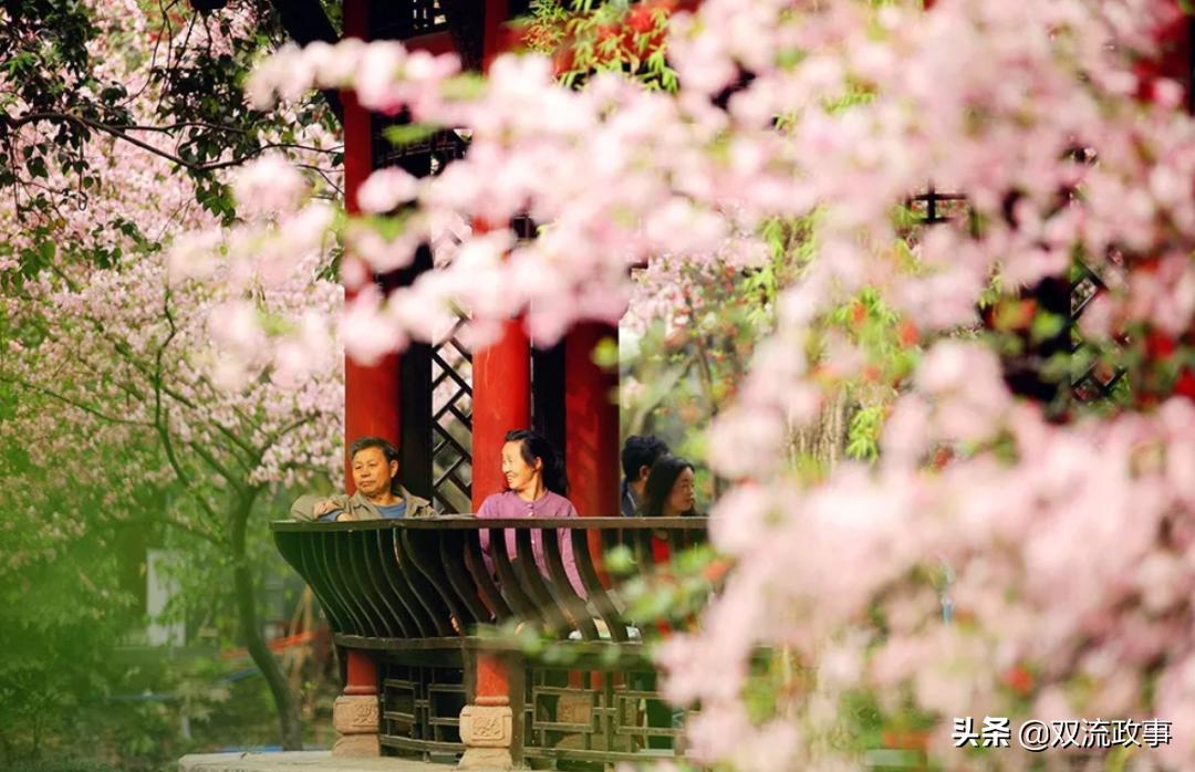 双流美丽公园城市,成都双流湿地公园美景