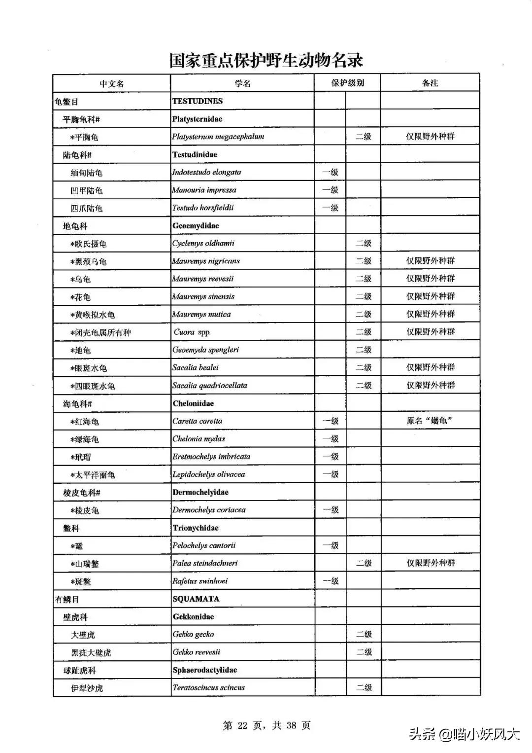 46斤百年巨鳖上岸被捉,百年巨鳖夜晚上岸被活捉