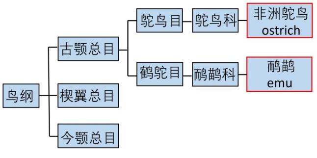 澳洲鸵鸟和非洲鸵鸟什么区别呢,非洲鸵鸟和澳洲鸵鸟有什么区别吗