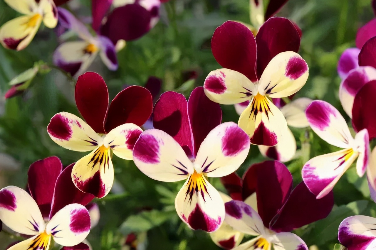 角堇和皱边角堇哪个花大,皱边角堇和穗边角堇的区别