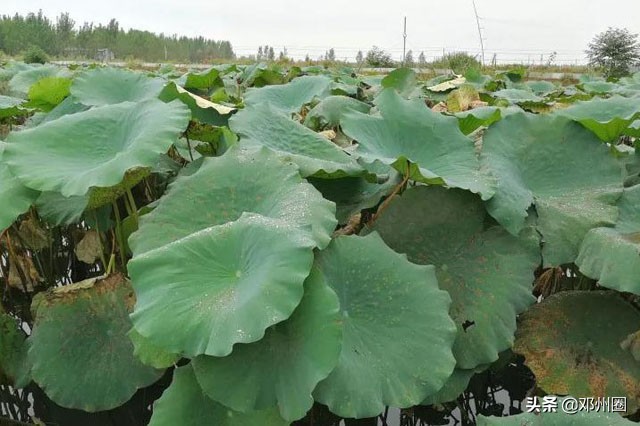 从“贫困郎”到“龙虾王”，卢胜旺是怎么做到的？