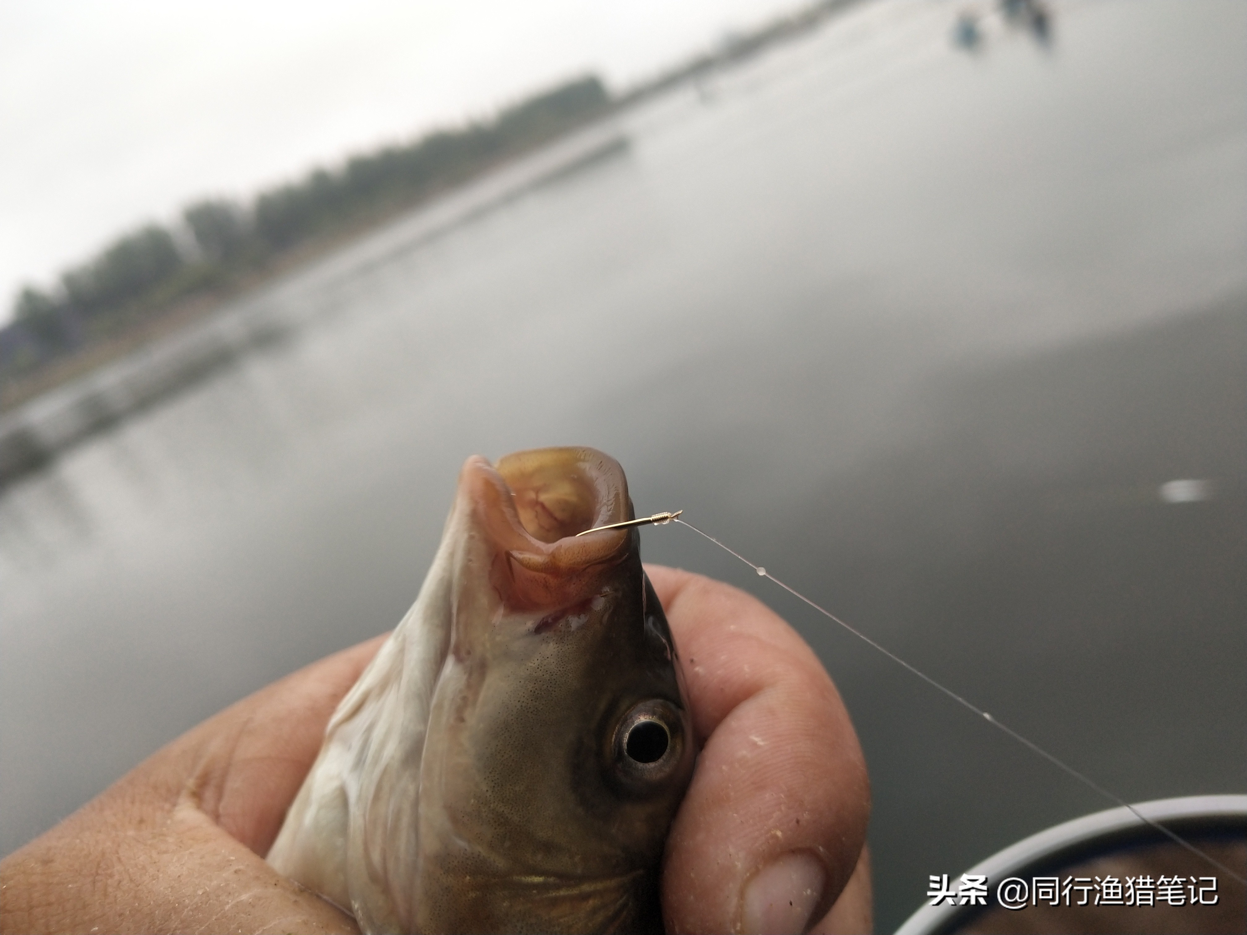 辟谣：用细线钓鱼就是细线钓法？不尽然，细线钓法只是相对概念
