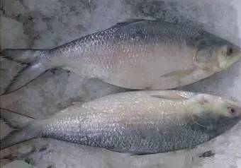 海鲜大全,最全海鲜冷知识